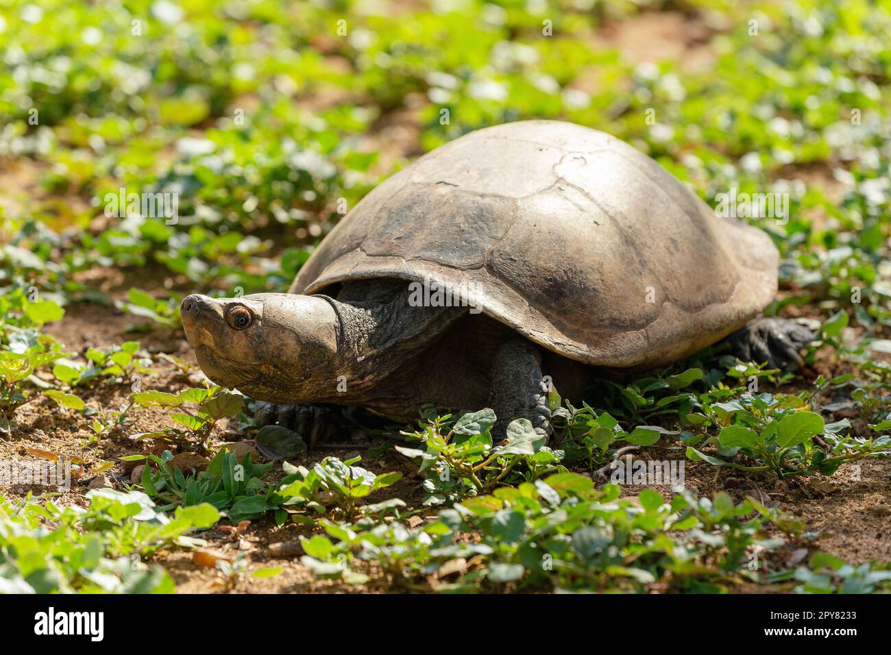 Madagascan big-headed turtle, Erymnochelys madagascariensis ...