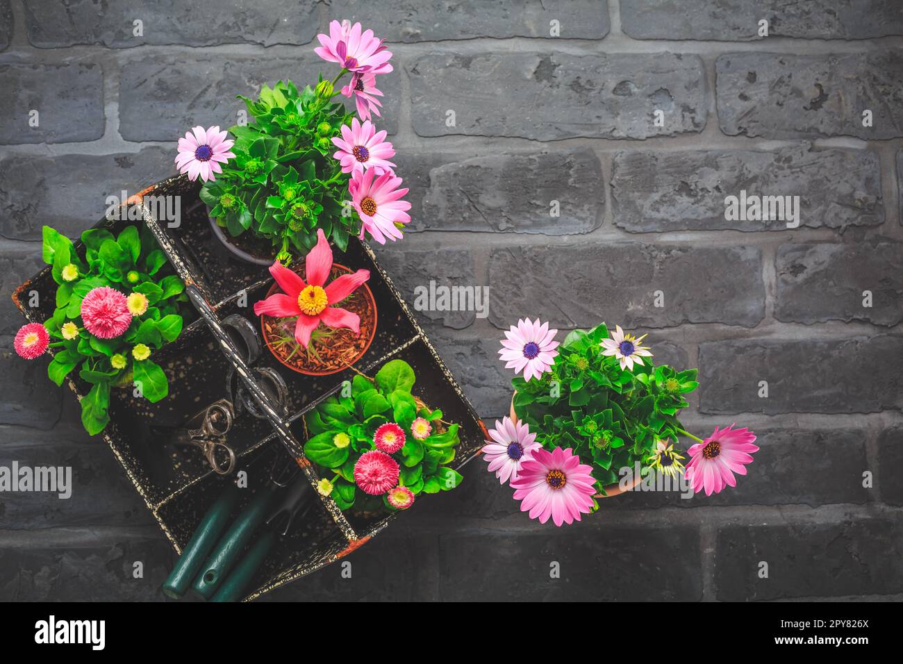 Springtime - plating and gardening concept, seedlings, plant and flowerpots Stock Photo