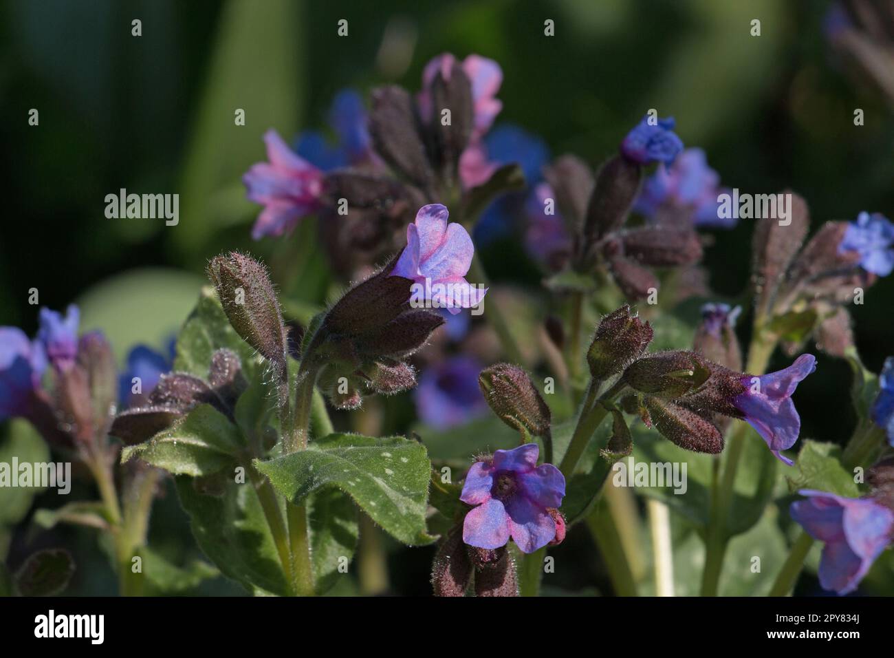 Blue, pink and purple lungwort flowers, Pulmonaria saccharata ‘Mrs Moon’ or Bethlehem sage with variegated leaves, blooming in springtime Stock Photo