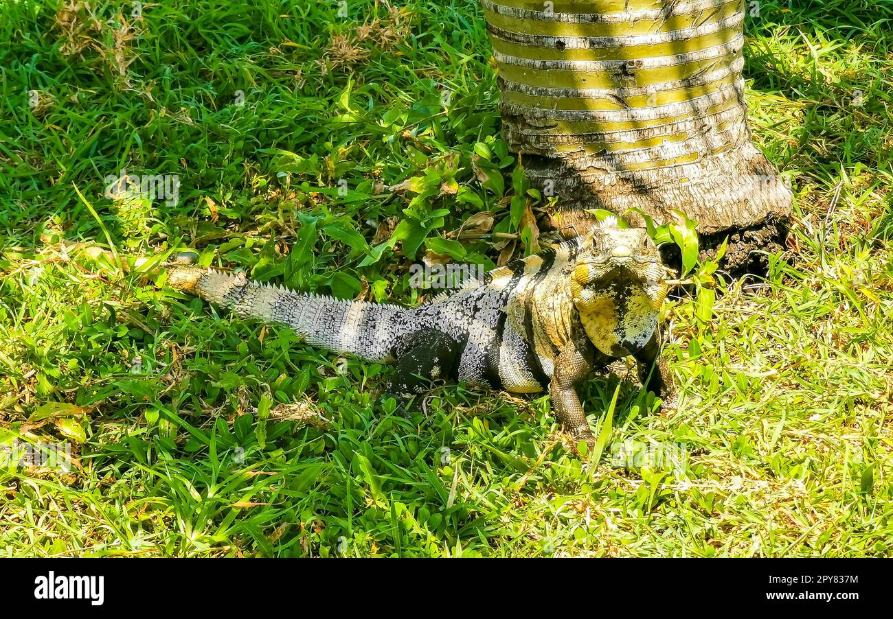 Iguana on grass Tulum ruins Mayan site temple pyramids Mexico. Stock Photo