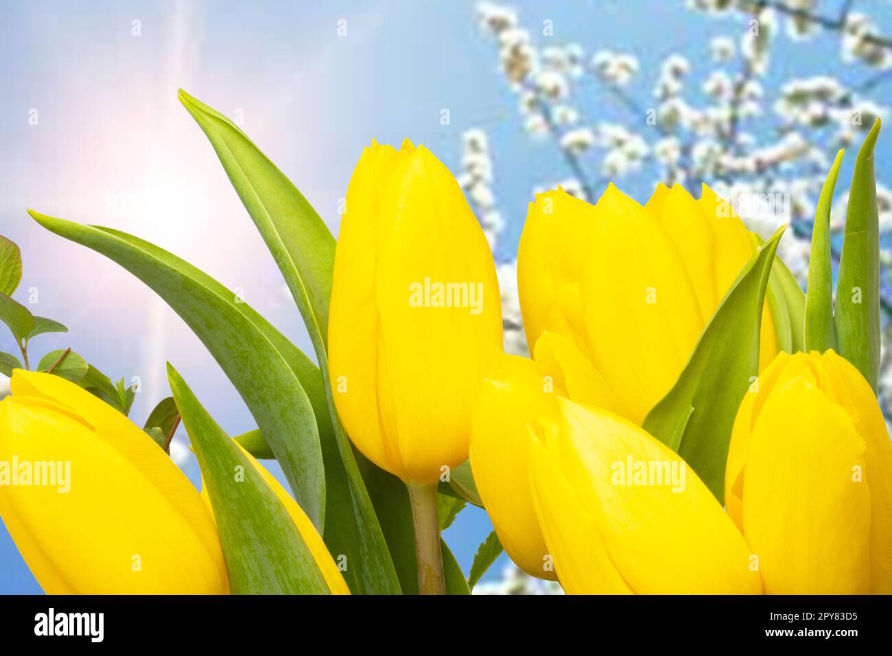 Hello spring card template. A fresh beautiful yellow tulips bouquet over abstract blurred narural summer sun background. Spring, valentine, mothers or wedding day. Space. Stock Photo