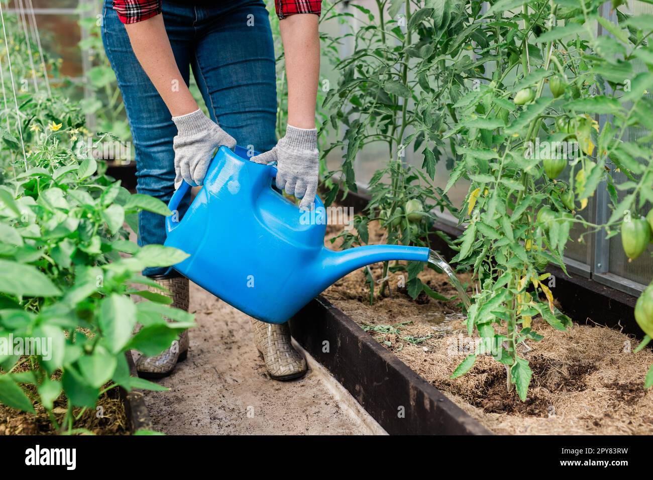 Watering vegetable garden. Closeup woman gardener in gloves waters