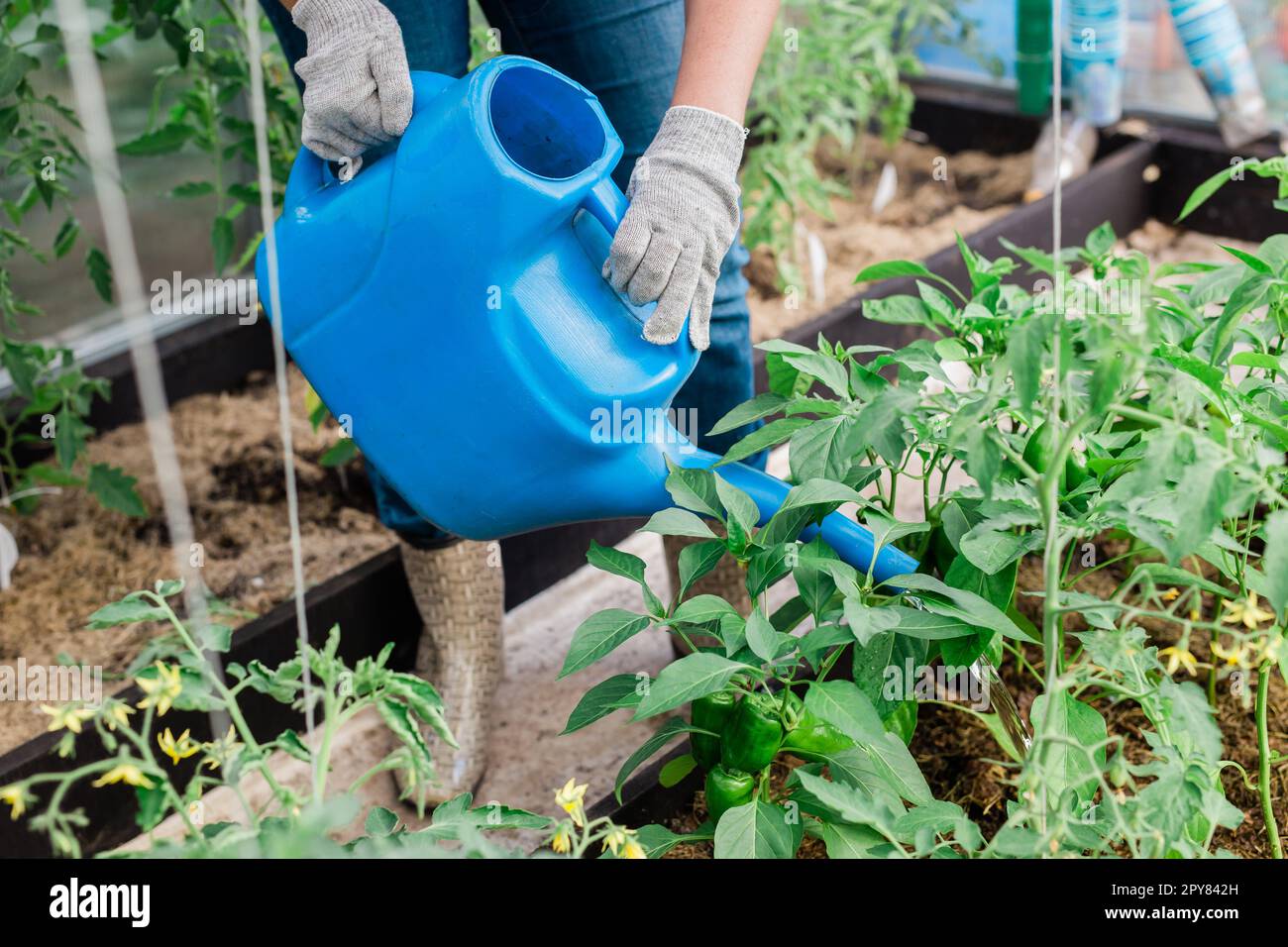 Watering vegetable garden. Closeup woman gardener in gloves waters