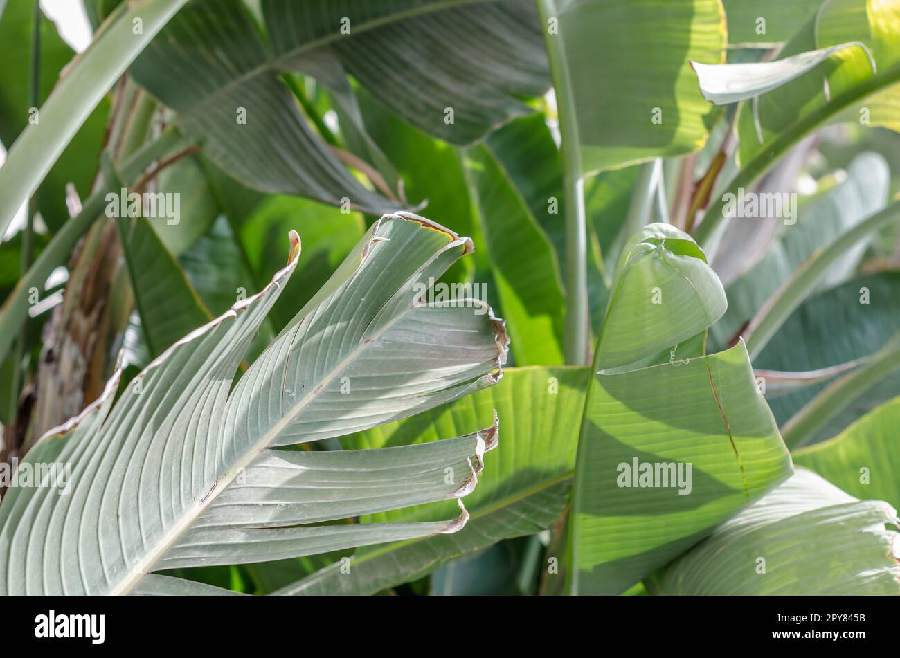 Natural background of tropical plant leaves Stock Photo