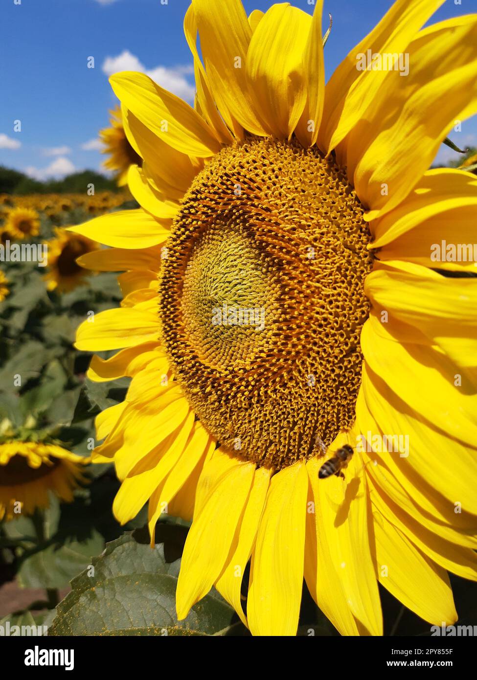Sunflower flower on the field is pollinated by a bee Stock Photo