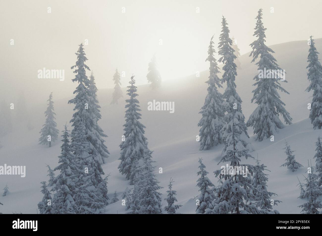 Snow capped pine trees with fog landscape photo Stock Photo - Alamy