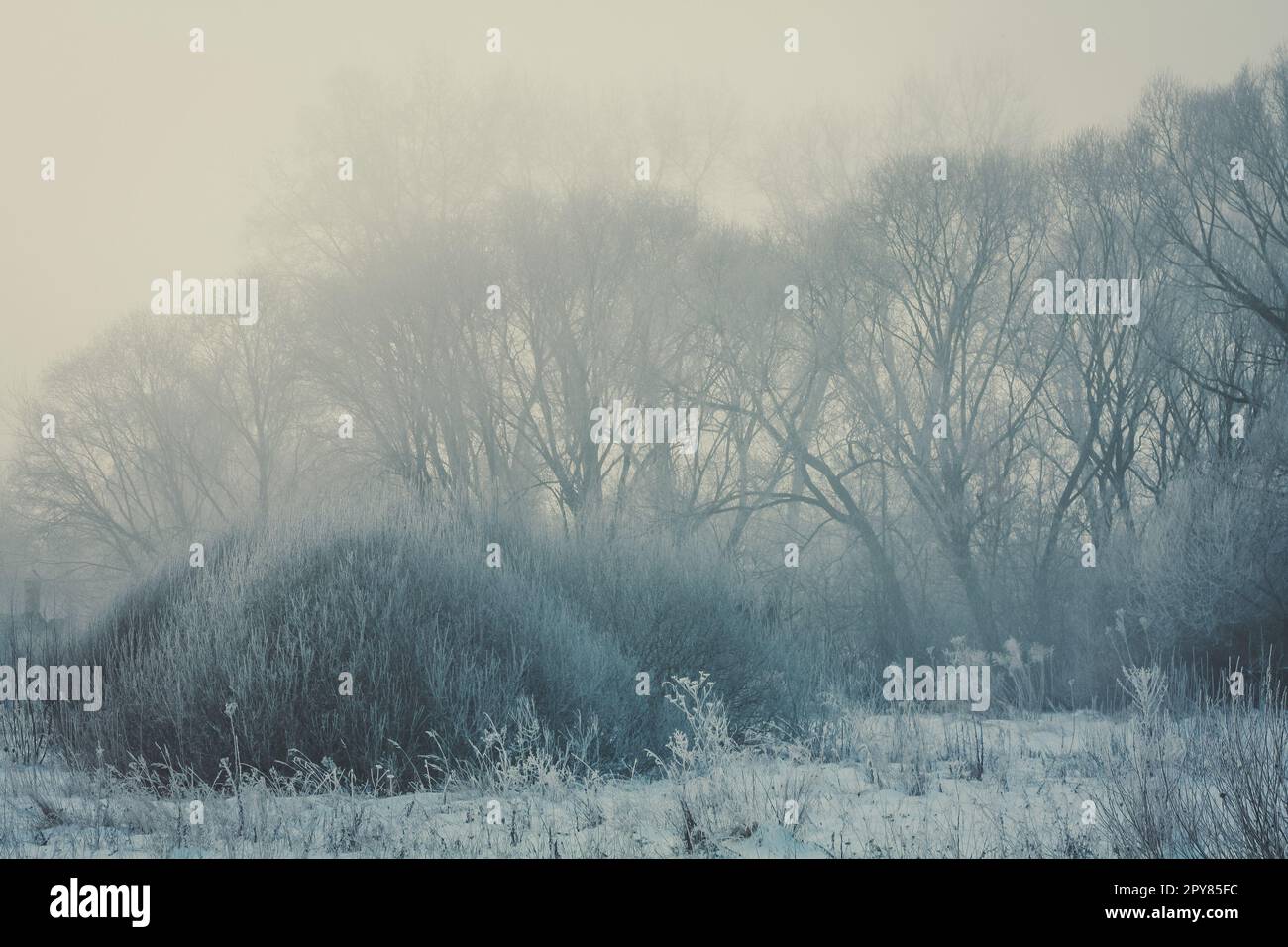 Foggy morning with shrubs and trees landscape photo Stock Photo