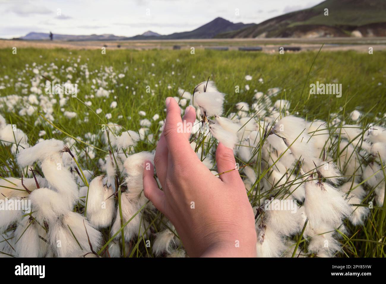 Close up woman touching cottongrass in field concept photo Stock Photo