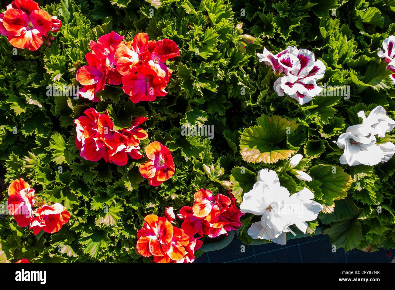 Pelargonium grandiflorum, geranium, flower, Pruhonice, Czech Republic, April 27, 2023. (CTK Photo/Libor Sojka) Stock Photo