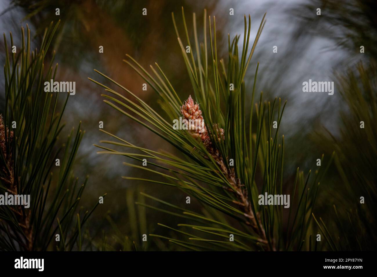 Pine cone sprouting from the branch of a pine tree with green leaves at