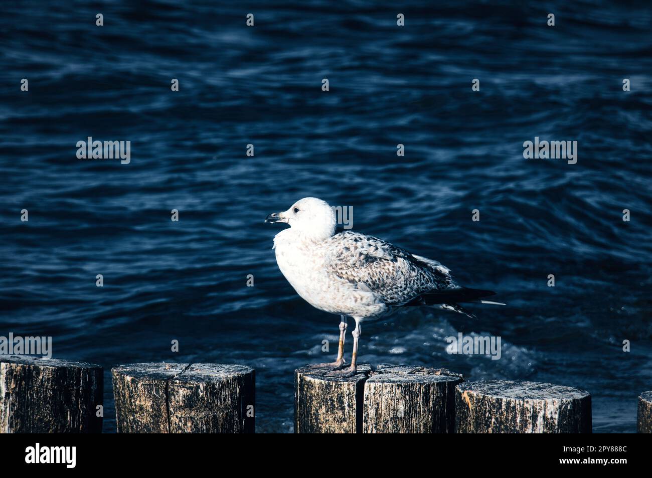 seagull stands on a groyne that juts into the Baltic Sea into the sea. Sunset Stock Photo