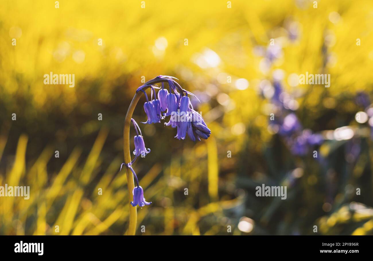 Bluebell in a field at sunset Stock Photo