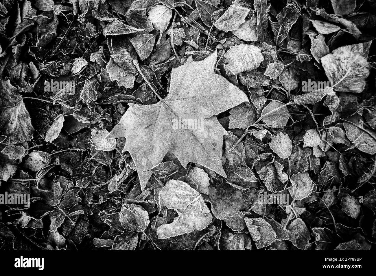 Frozen fallen leaf Stock Photo