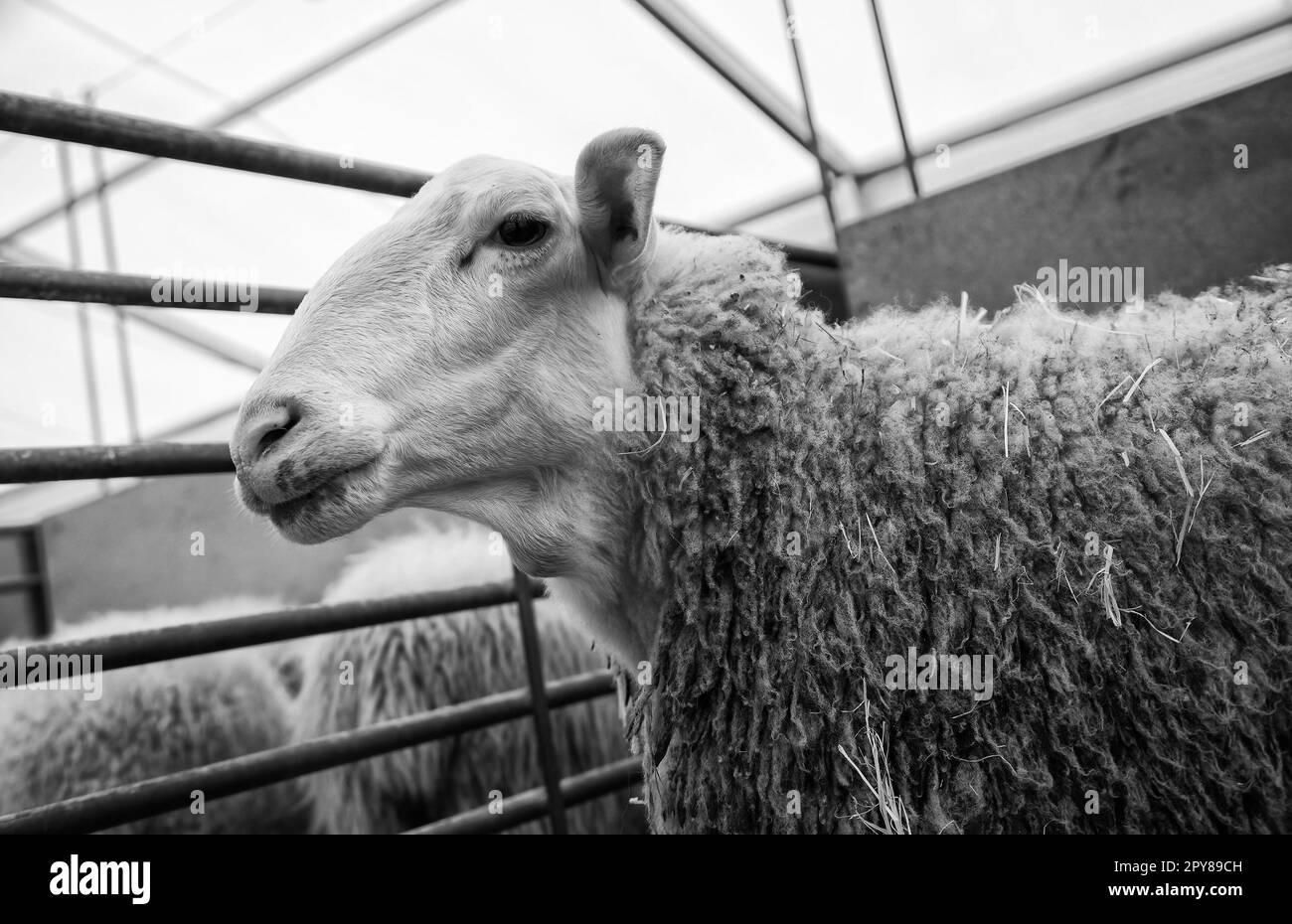 Sheep on a farm Stock Photo