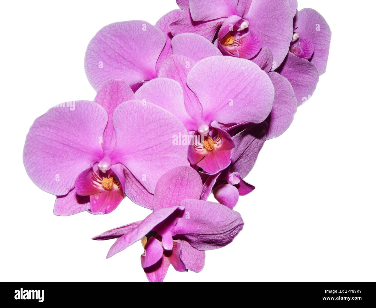 Pink orchid flowers isolated on white background Stock Photo - Alamy