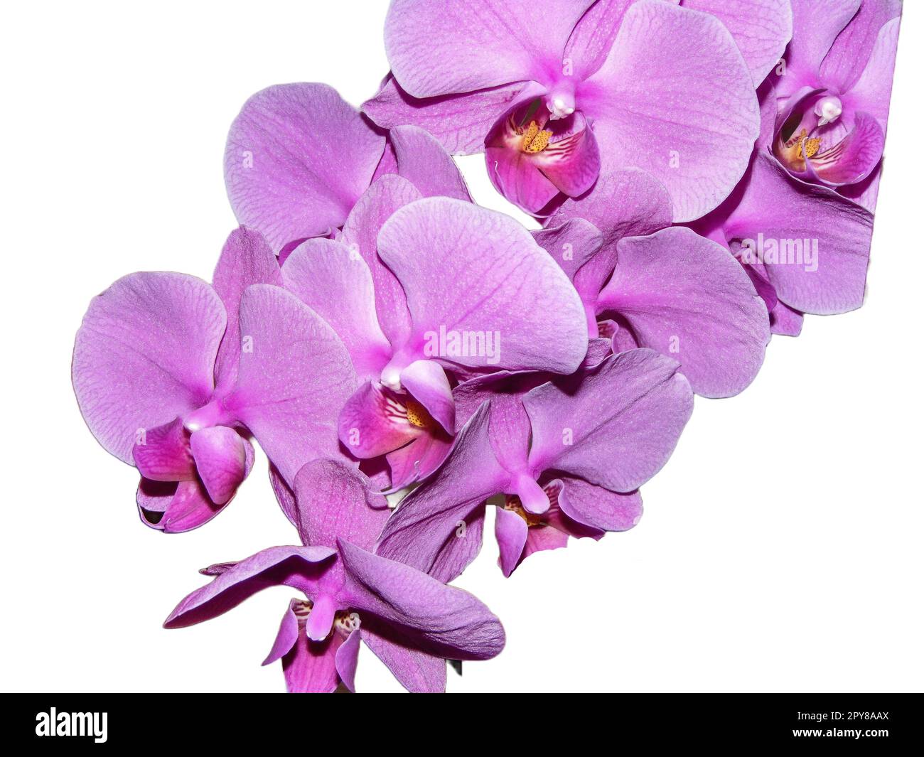 Pink orchid flowers isolated on white background Stock Photo - Alamy