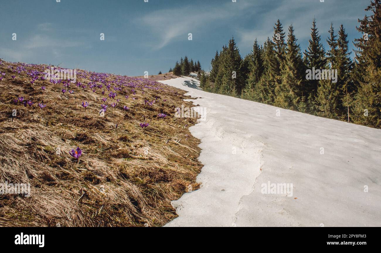 Blooming crocuses on snowy hill landscape photo Stock Photo