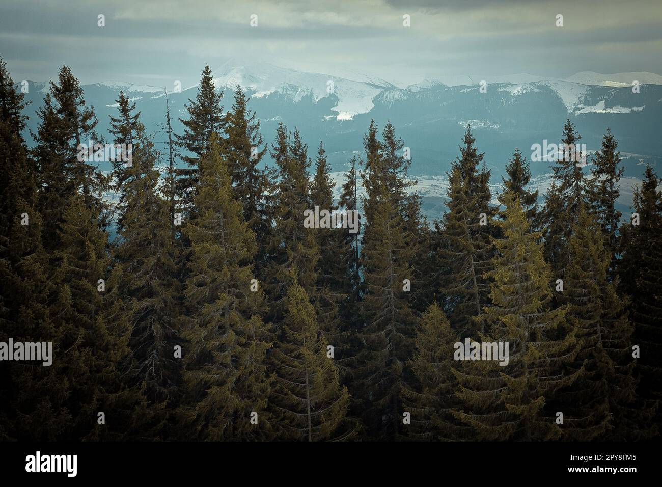 Old pines in highland forest landscape photo Stock Photo Alamy
