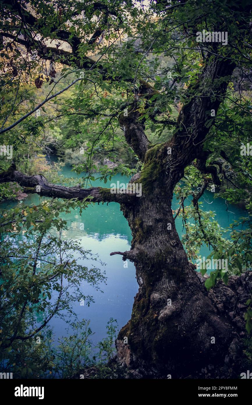 Riverbank flora hi-res stock photography and images - Page 23 - Alamy