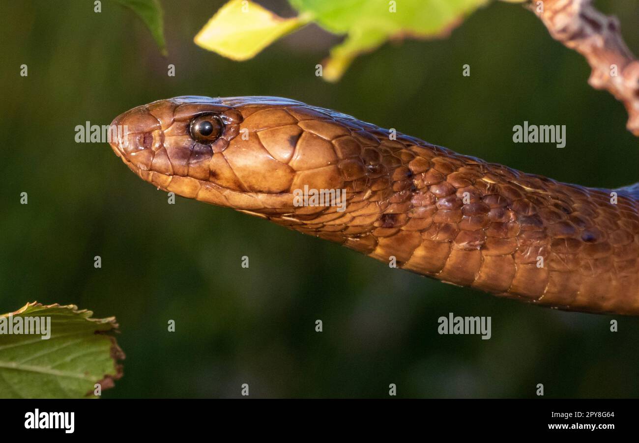 An up-close image of an African Cape Cobra (Naja nivea) coiled up and ready to strike Stock Photo