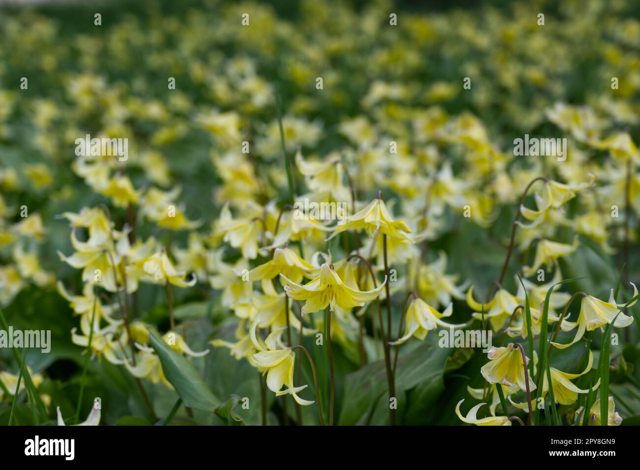 Spring flowers of Erythronium 'Pagoda', yellow Dog's tooth violet in UK garden April Stock Photo