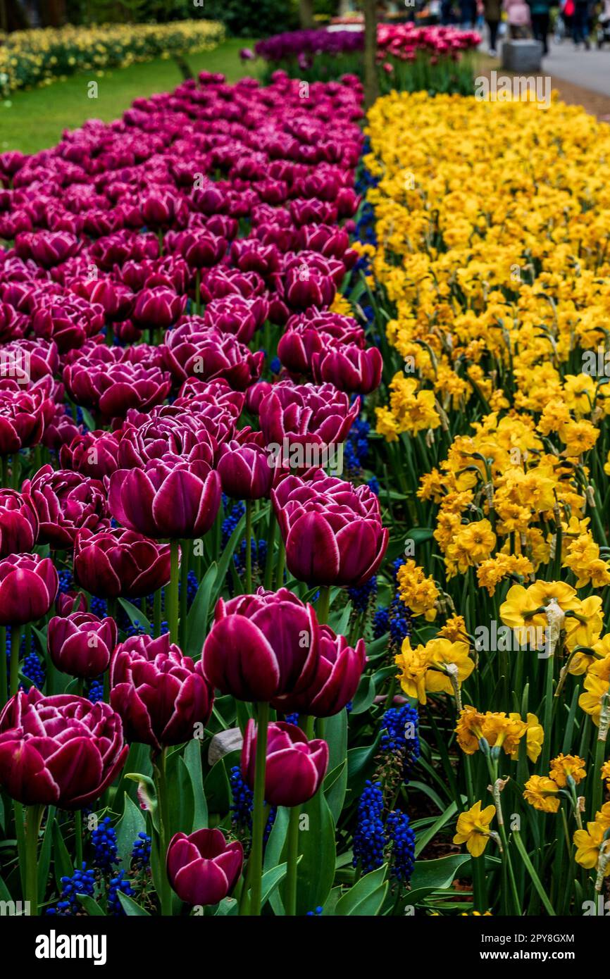 Tulips in Keukenhof Gardens Amsterdam Stock Photo - Alamy