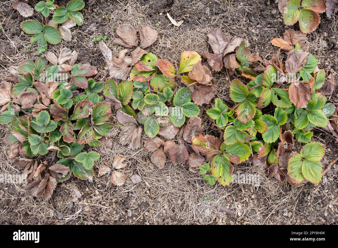 Old Strawberry bed in Grass clippings mulch before cleanup in a Spring Garden. Plants with Dry Brown Leaves with Reddish-brown Spots. Symptoms of Strawberry Disease. Top view. Stock Photo