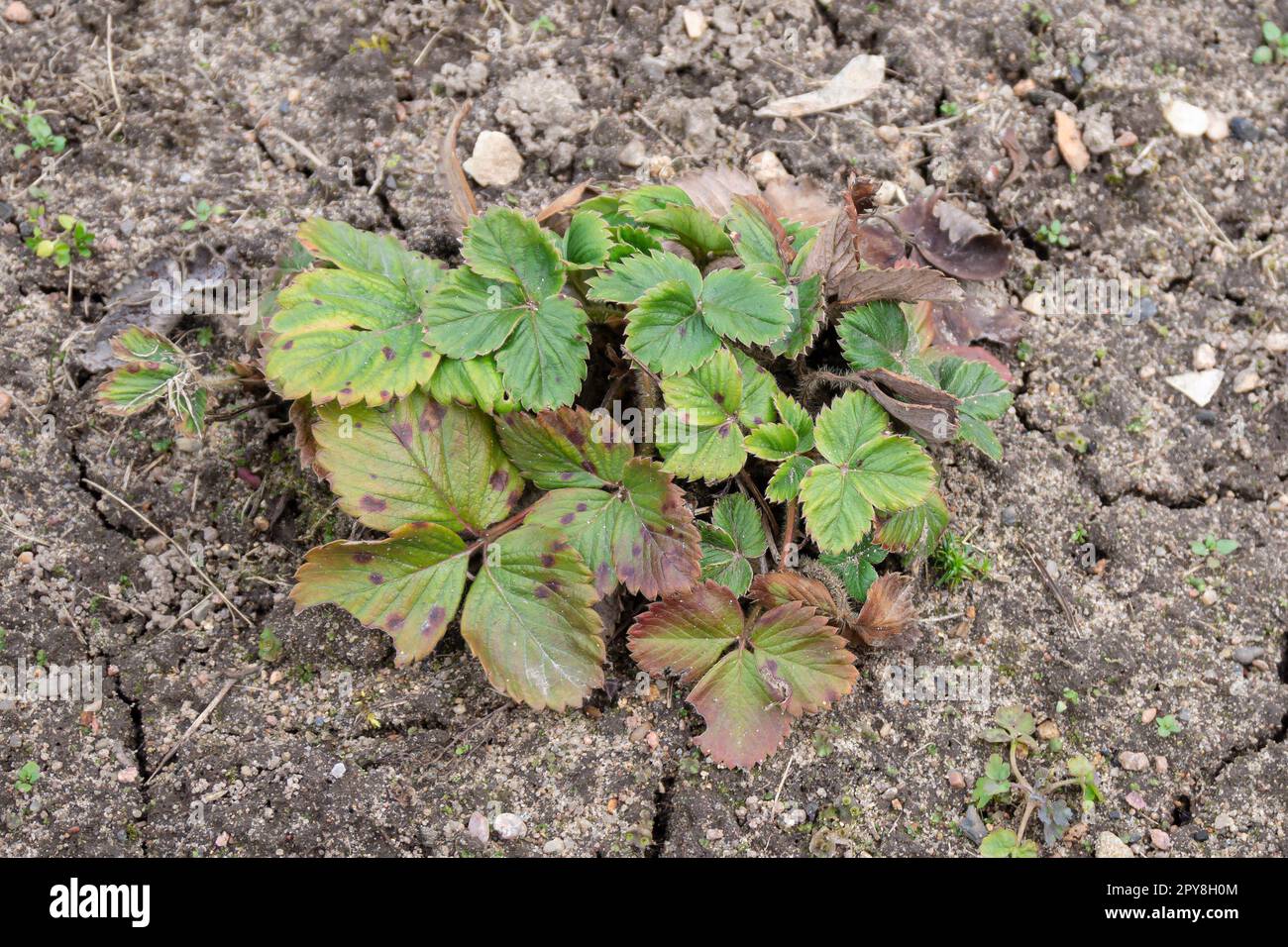 Old Strawberry bush before cleanup in a Spring Garden. Plants with Dry Brown Leaves with Reddish-brown Spots. Symptoms of Strawberry Disease. Stock Photo