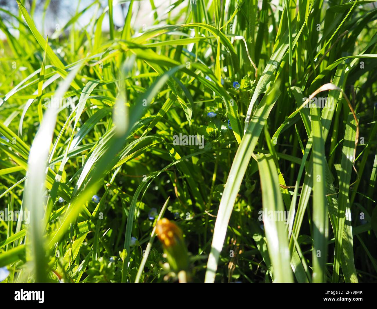 Closeup long green grass hi-res stock photography and images - Alamy