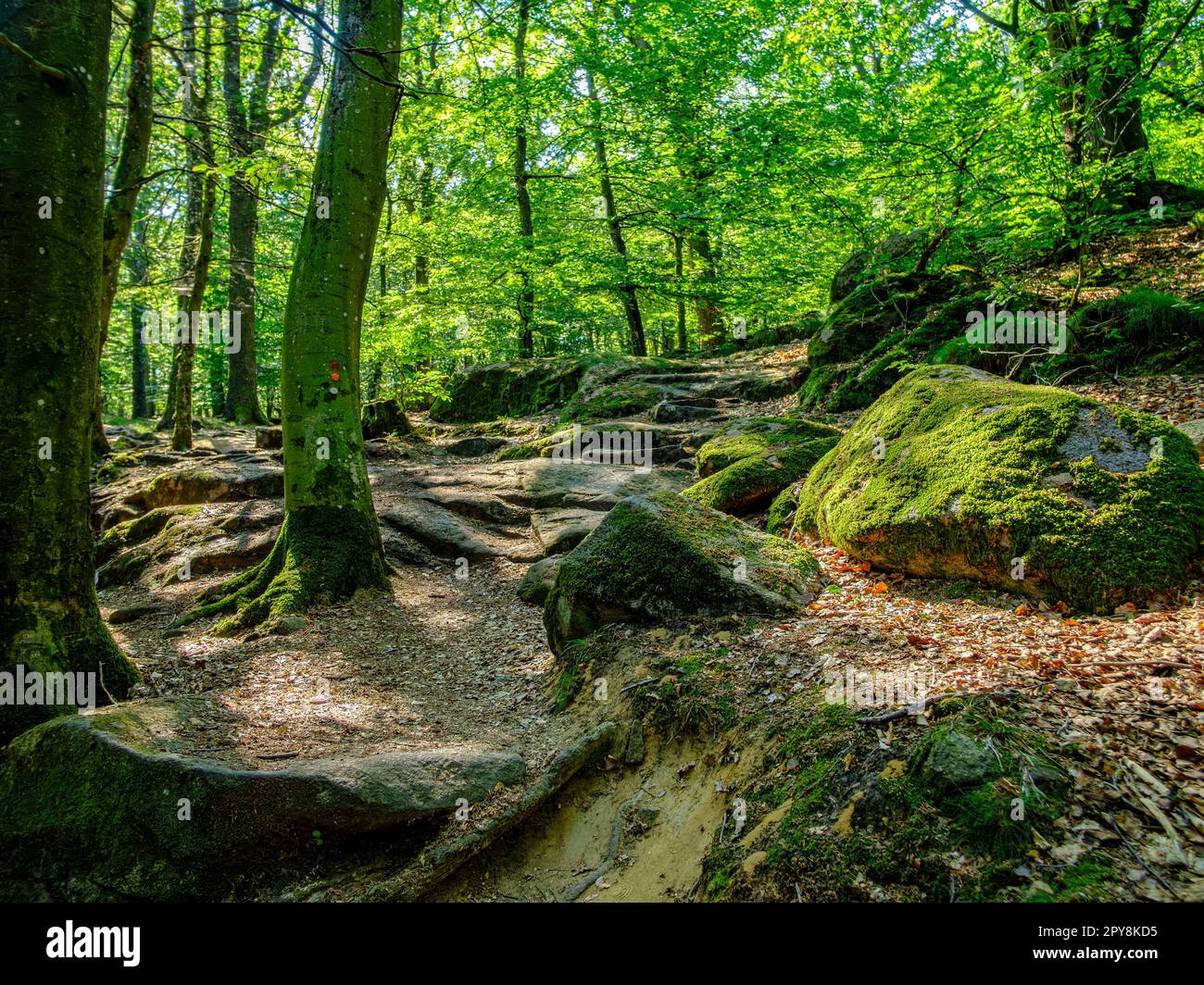Treescape in the forest area of Almindingen on Bornholm Island, Denmark