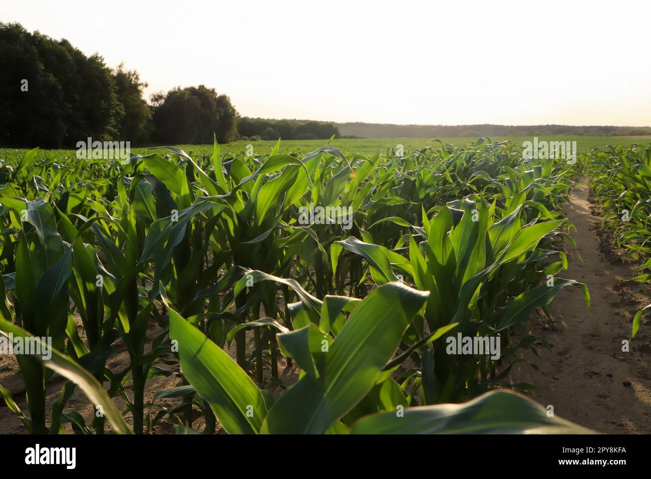 Beautiful agricultural field with green corn plants on sunny day Stock ...