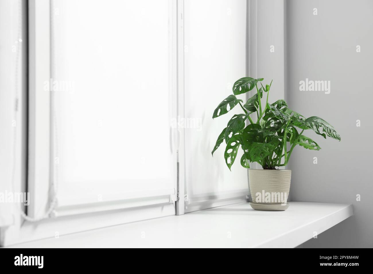 Window with blinds and potted Epipremnum plant on sill indoors Stock ...