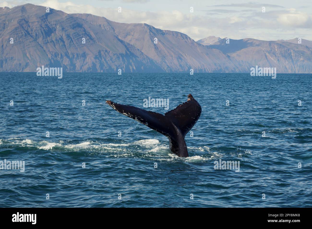 Tail of the whale hi-res stock photography and images - Alamy