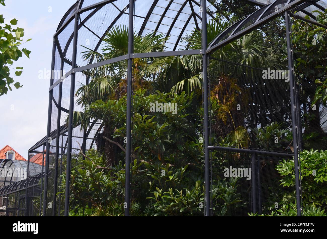 Beautiful plants with lush leaves in greenhouse Stock Photo