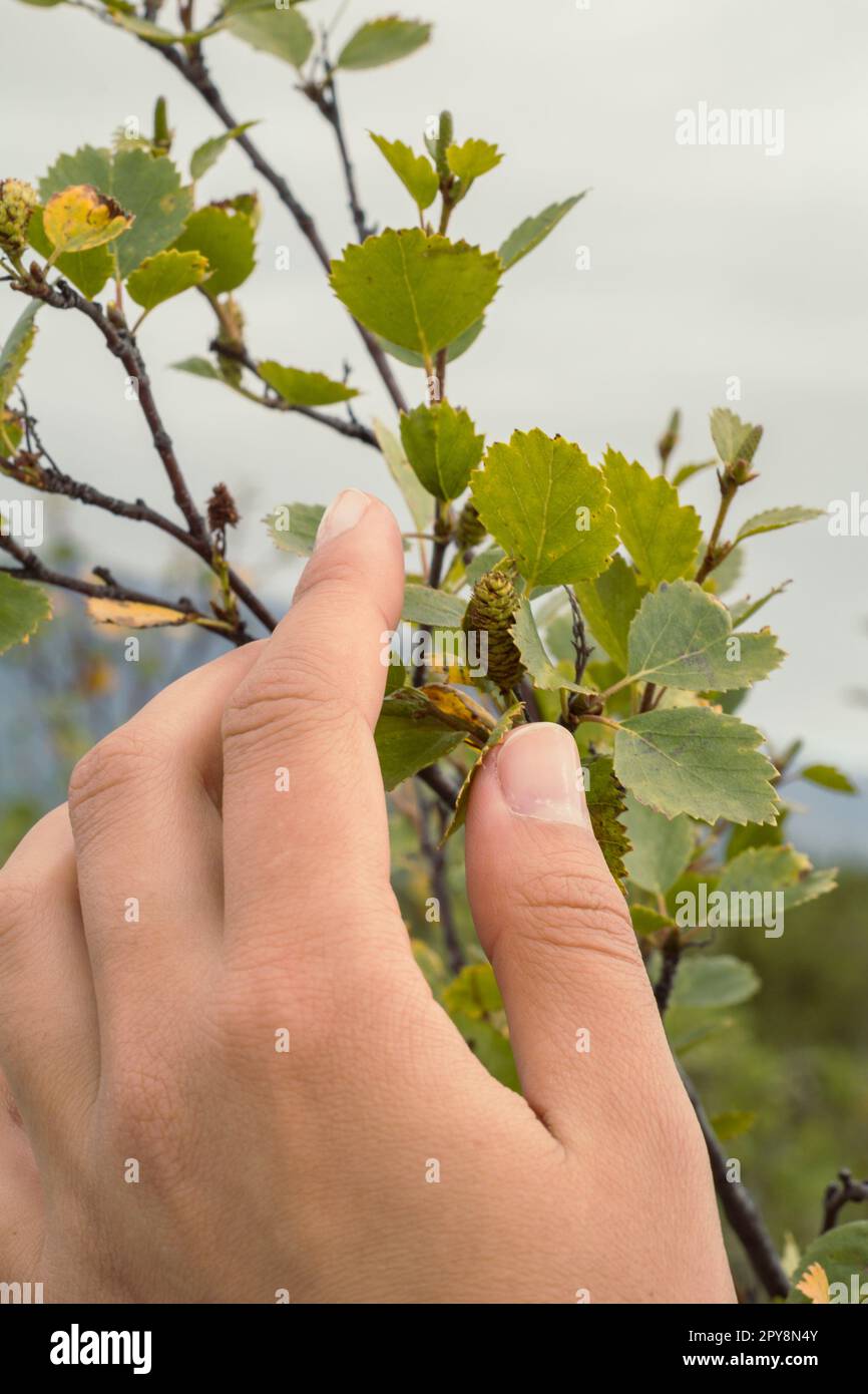 Close up woman touching birch branches concept photo Stock Photo