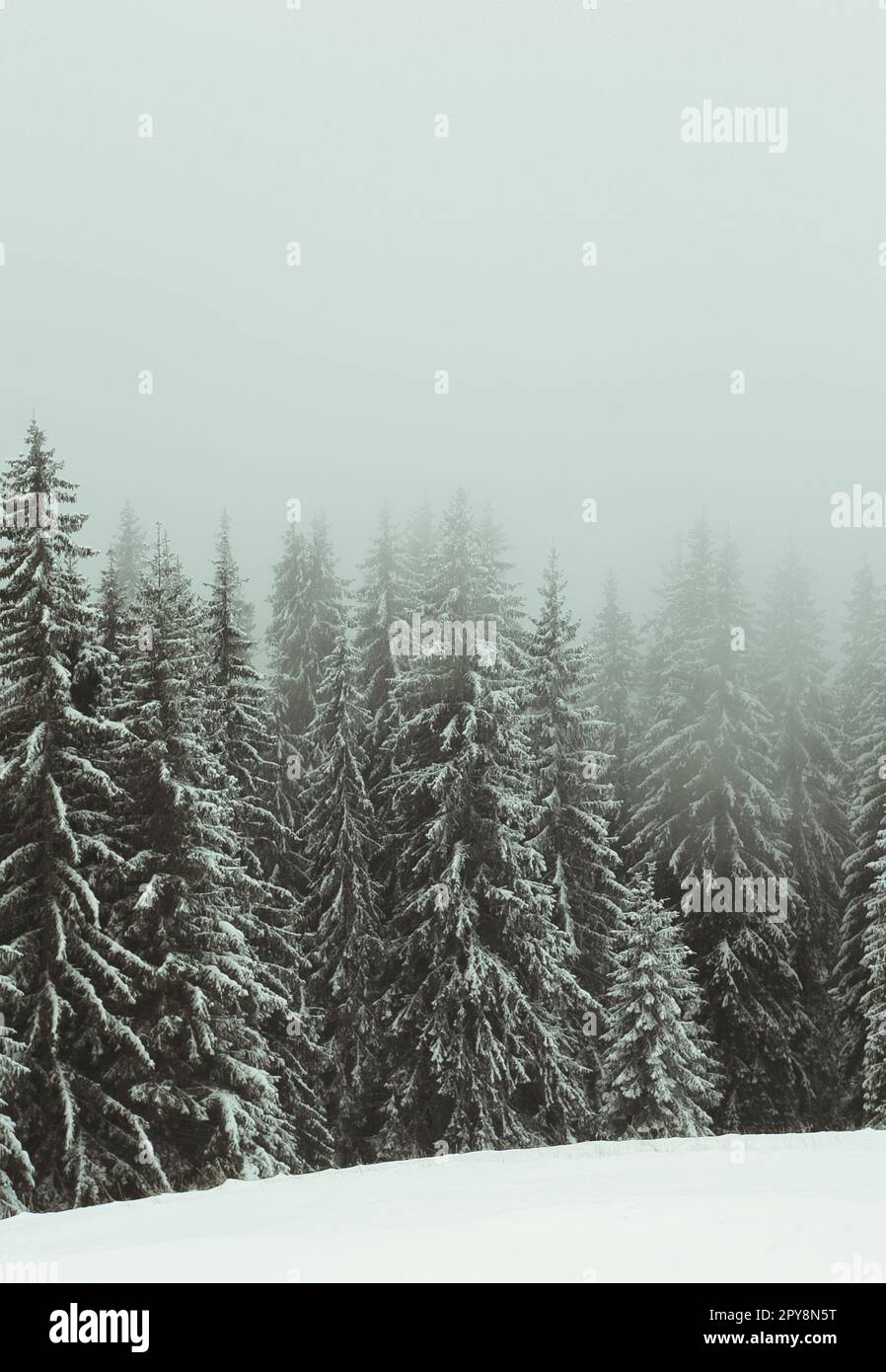 Scenic vertical landscape pine hi-res stock photography and images - Alamy