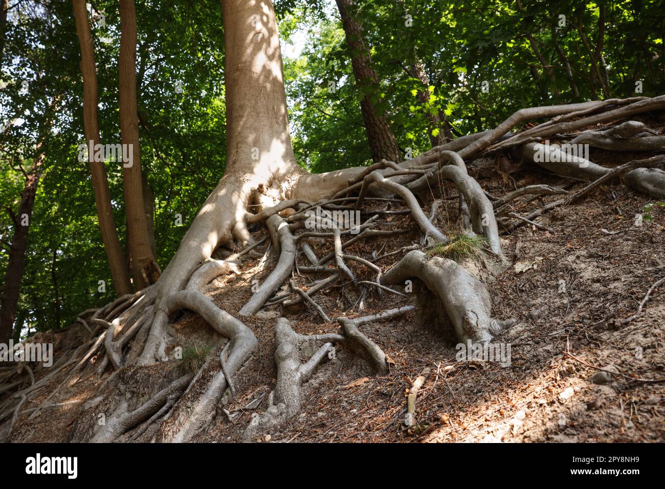 Tree roots visible through ground in forest Stock Photo - Alamy