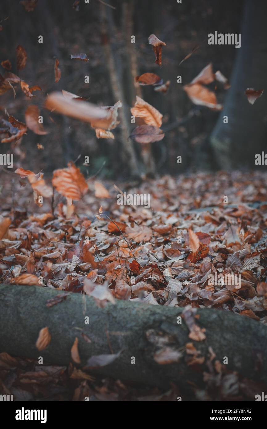 Close up flying leaves in autumn forest concept photo Stock Photo