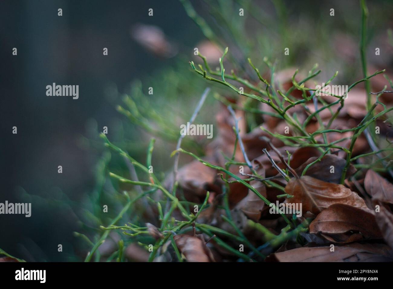 Close up green sprouts growing in dry leaves concept photo Stock Photo