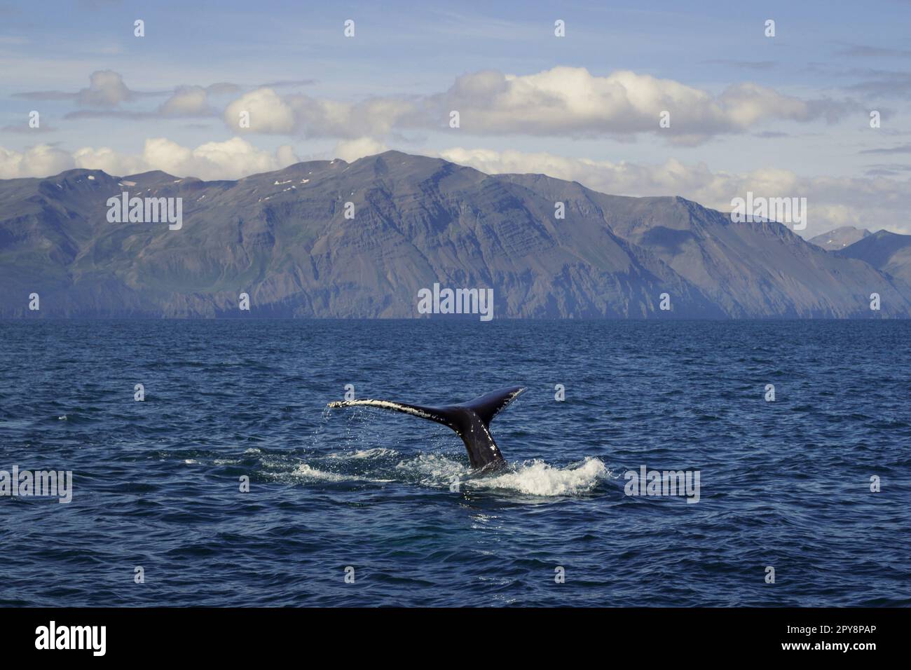 Large tail of killer whale in water landscape photo Stock Photo