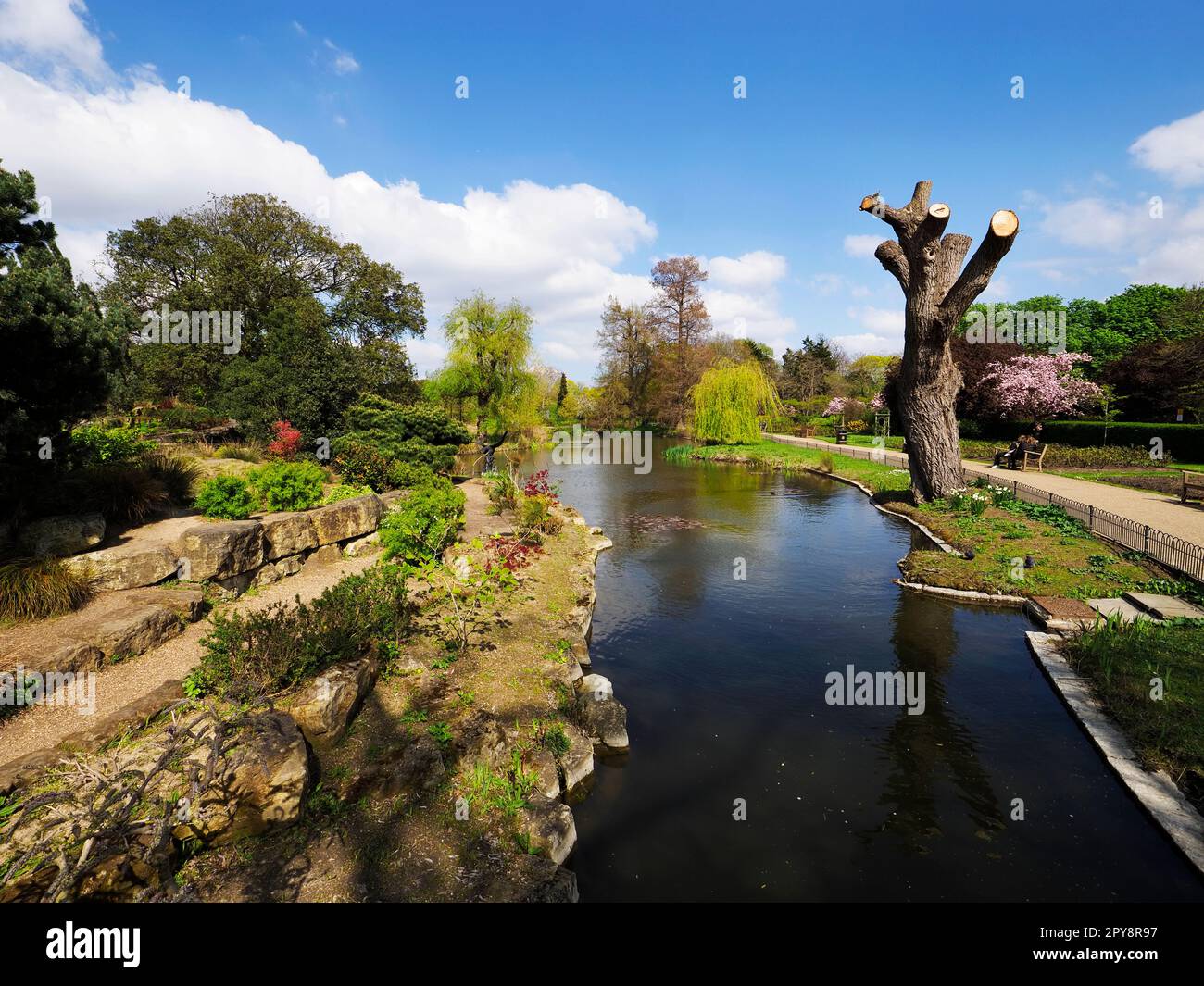The Japanese Garden in Queen Marys Garden in Spring at Regents Park