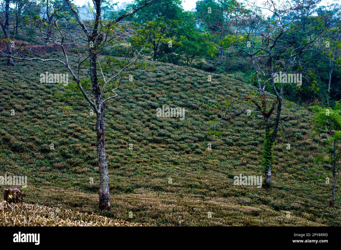 Tea garden landscape in hillside mountain slope Darjeeling West Bengal India South Asia Pacific