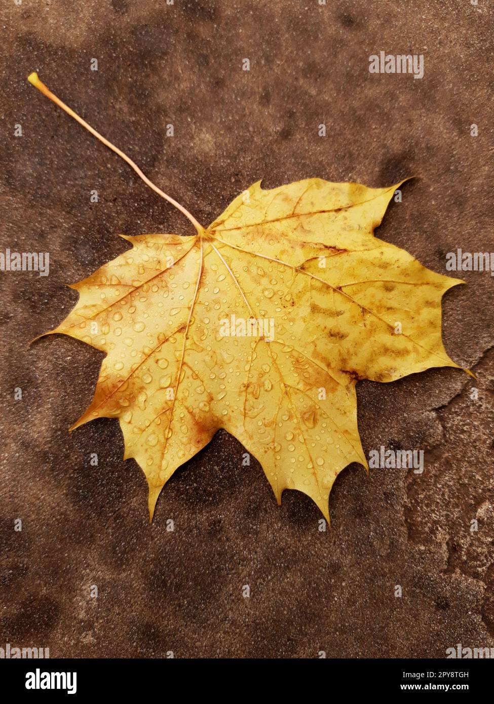 Yellow maple leaf after rain on concrete Stock Photo