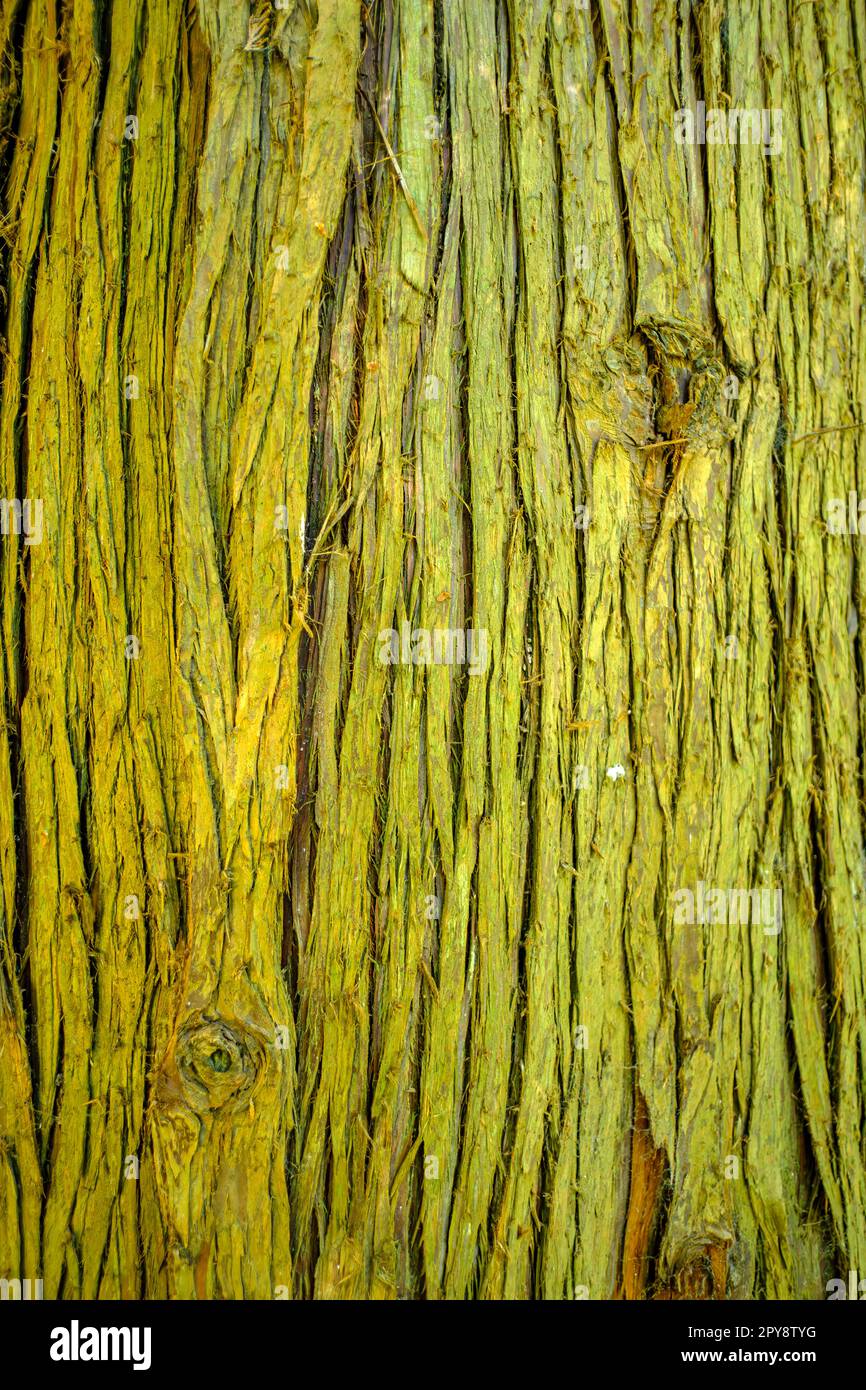 Beautiful rough furrowed tree bark texture. Stock Photo