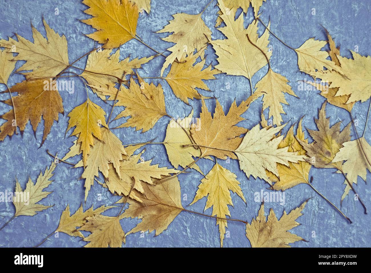 Close up dried yellow fall leaves concept photo Stock Photo