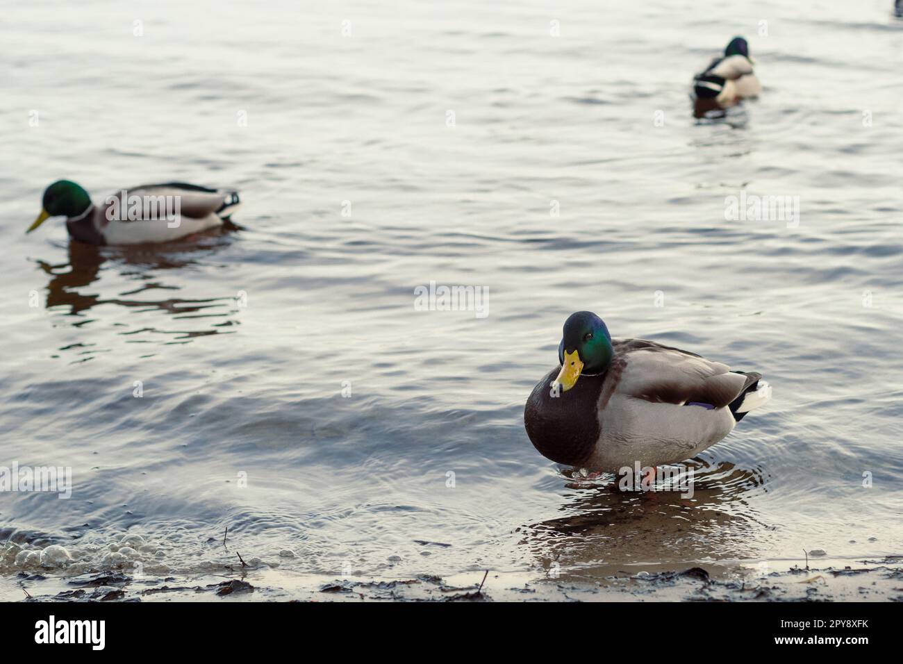 Close up drake ducks floating in water concept photo Stock Photo