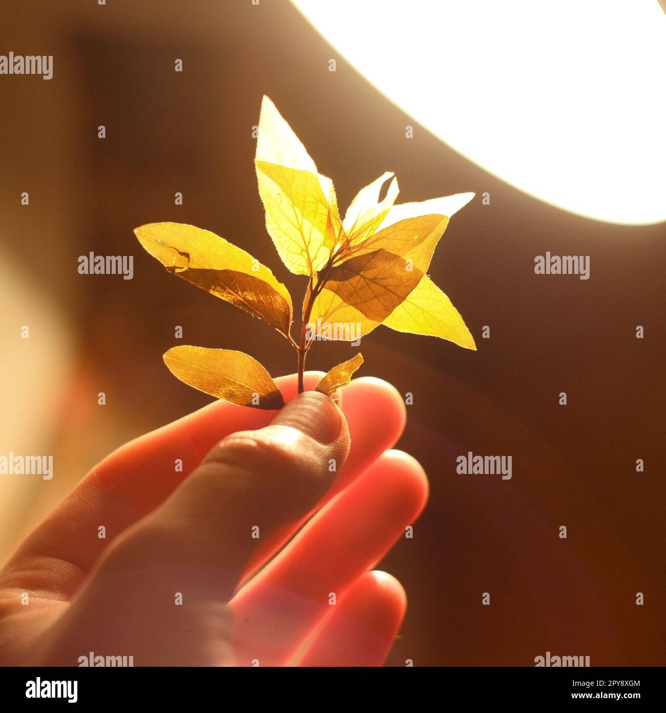 Close up fingers holding twig with leaves under bright lamp light concept photo Stock Photo