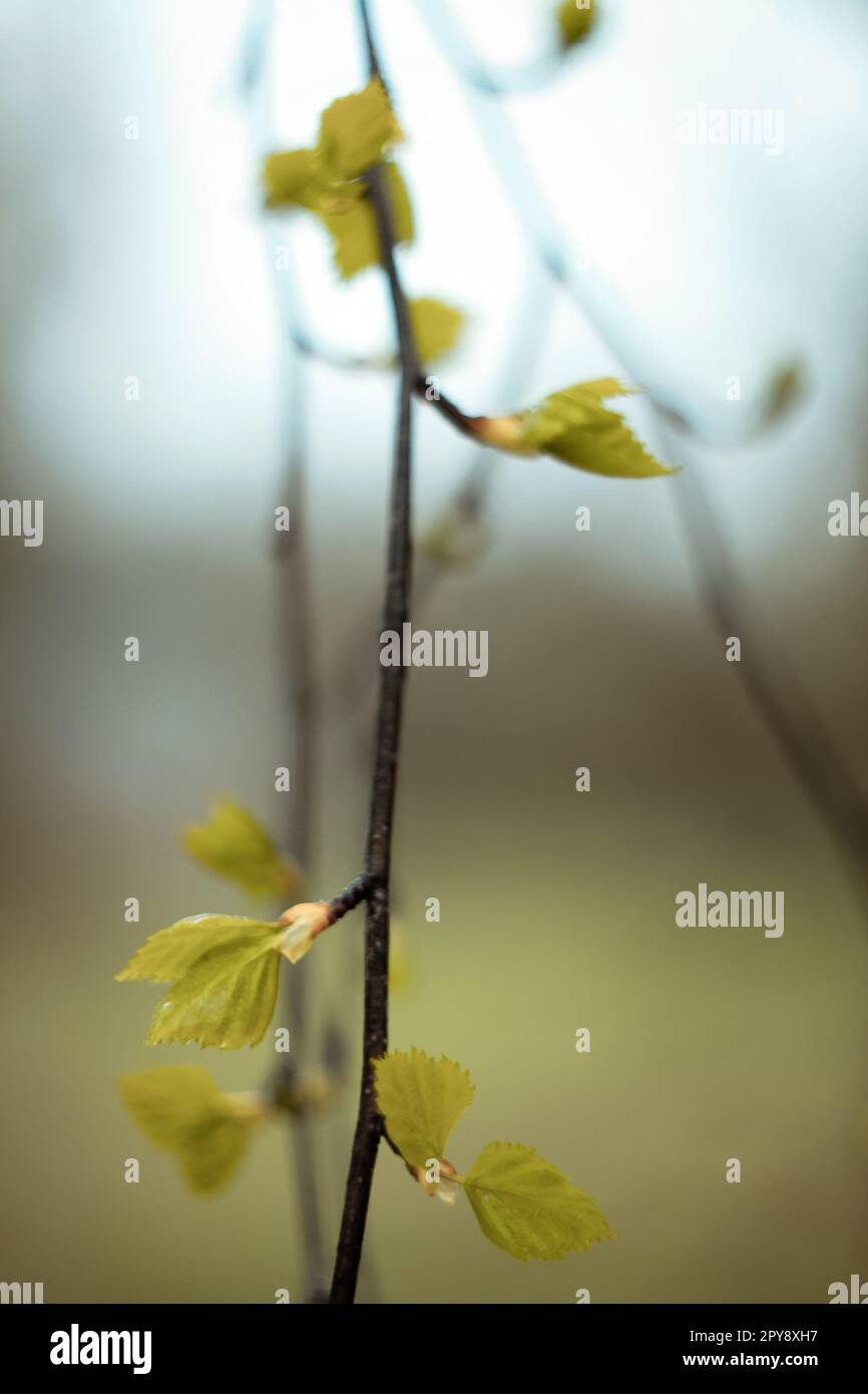 Vertical shot branch leaves hi-res stock photography and images - Alamy