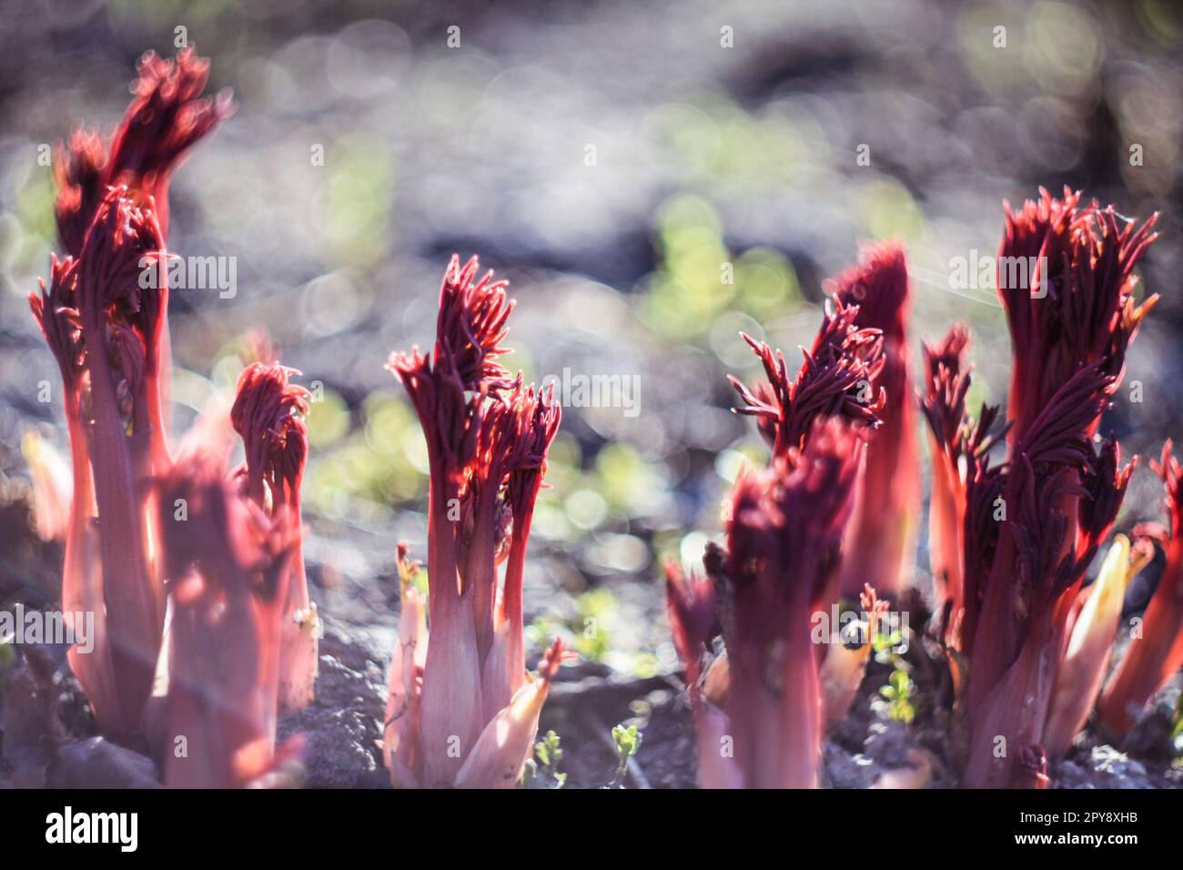 Close up red peony roots concept photo Stock Photo