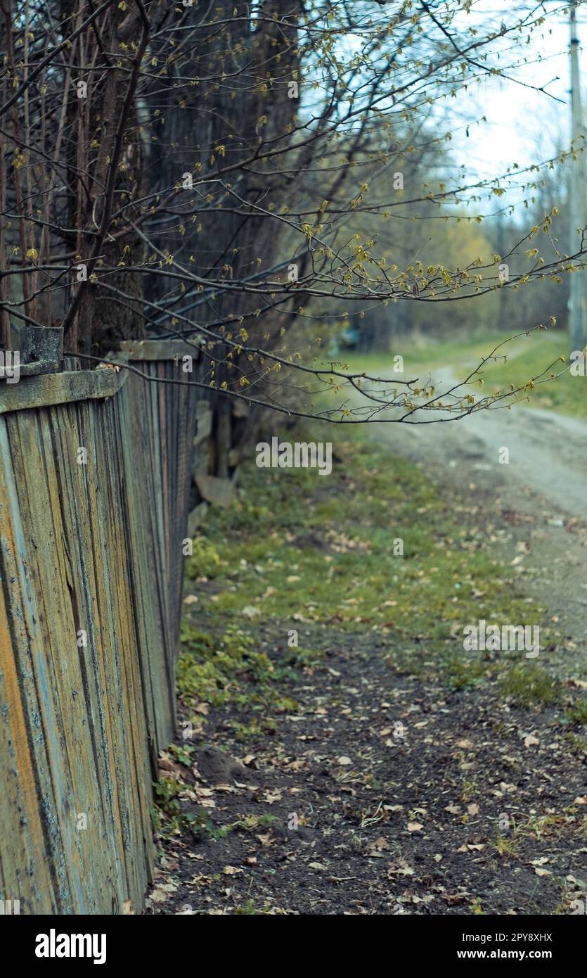 Branches hanging over wooden fence landscape photo Stock Photo